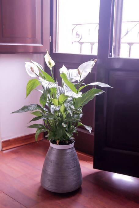 Appartement Hosfty Centro Mirador San Marcos 1